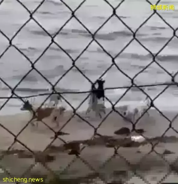 鳄鱼攻击流浪狗在新加坡遭疯传！网友指责拍摄者太冷血
