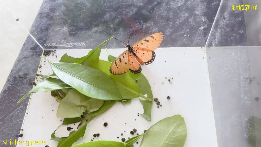 別人家養貓養狗當寵物,我兒子卻喜歡在新加坡養毛毛蟲