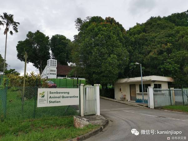 【攻略】人坐客舱、猫坐货舱,同架班机从中国入境新加坡