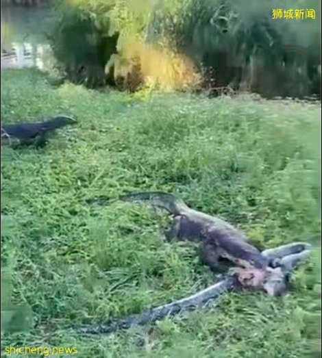 巨蜥狂啃巨蟒尸体,大自然的惊人景象你敢看吗