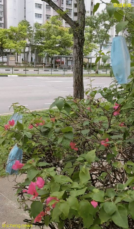新加坡驚現“口罩樹”,造出這種新植物的你真沒點責任心
