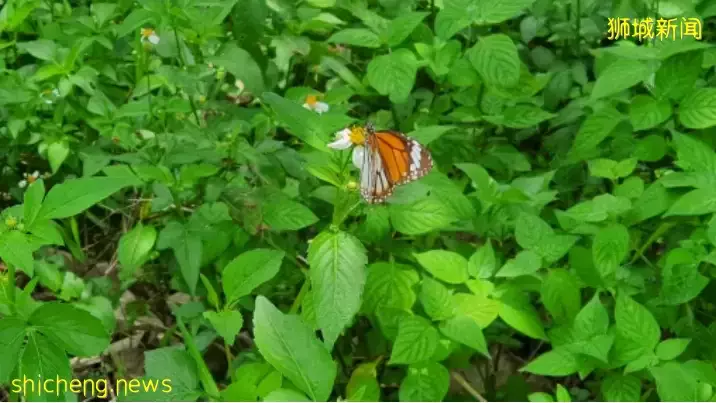 在新加坡的東北部,有個隱秘的小島!不用坐船,每天限時開放