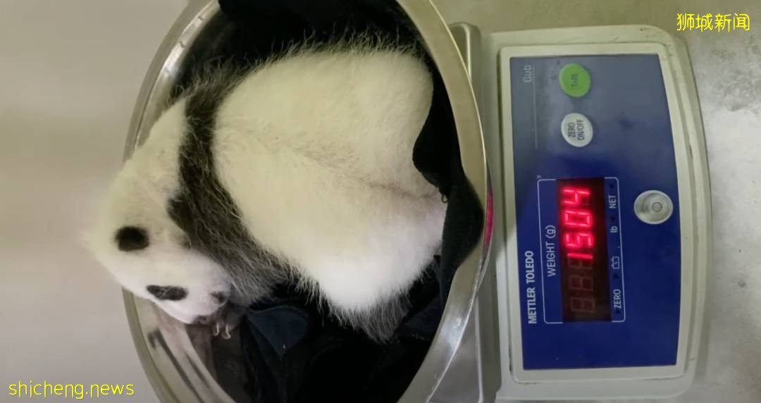 新加坡的熊猫宝宝满月照来了!毛茸茸终于“有熊样”