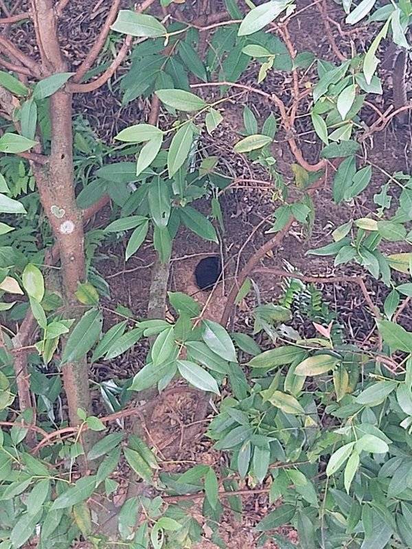 民众误以为老鼠出没 专家:是钱鼠