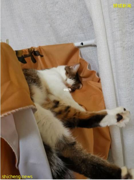 网友亲述在新加坡确诊经历:打完2针科兴14天以后,我感染了