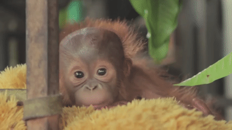 僅$99!做猩猩助養員、近距離寫生,在新加坡竟然有這麽有意義的假期營