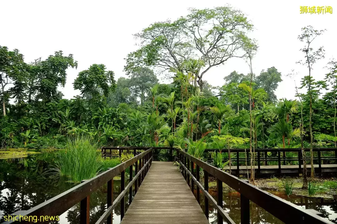 帶娃逛遍新加坡的森林和水庫，9條適合兒童徒步的路線