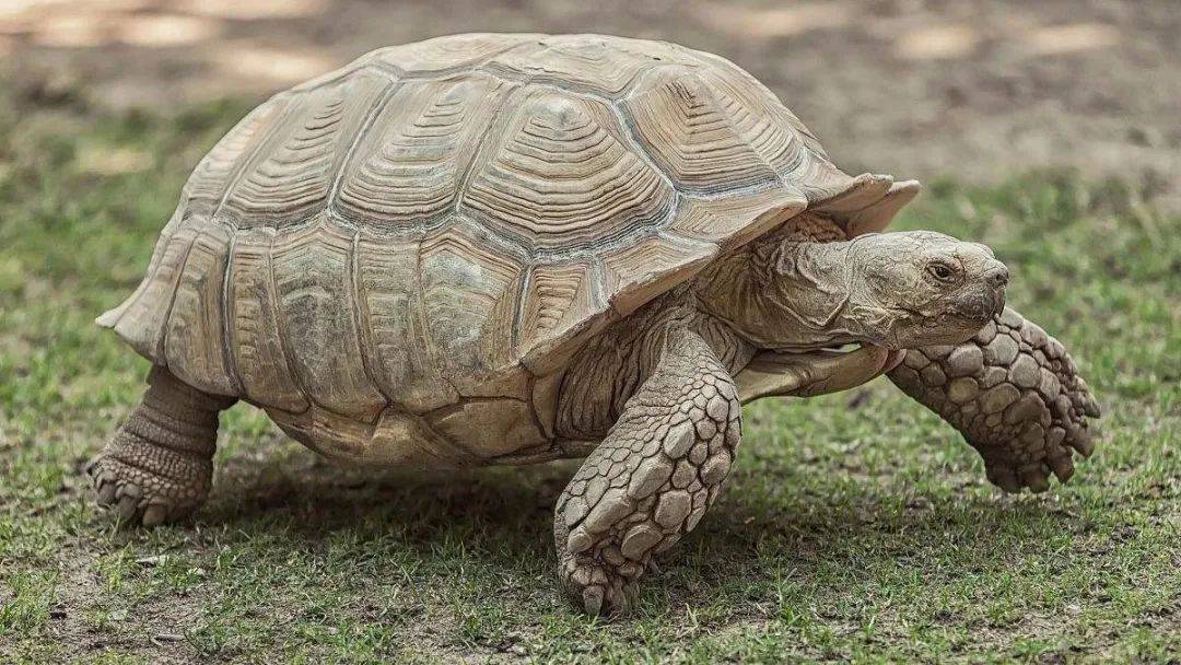 这种动物竟然可以当宠物遛！网友：我也养过，骑上去很稳