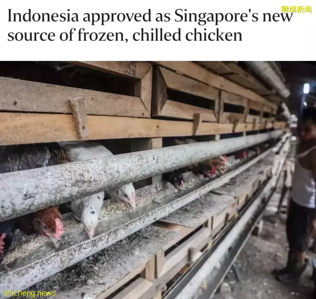 新加坡进口印尼鸡了，网友高呼做得好！“别动不动被威胁”