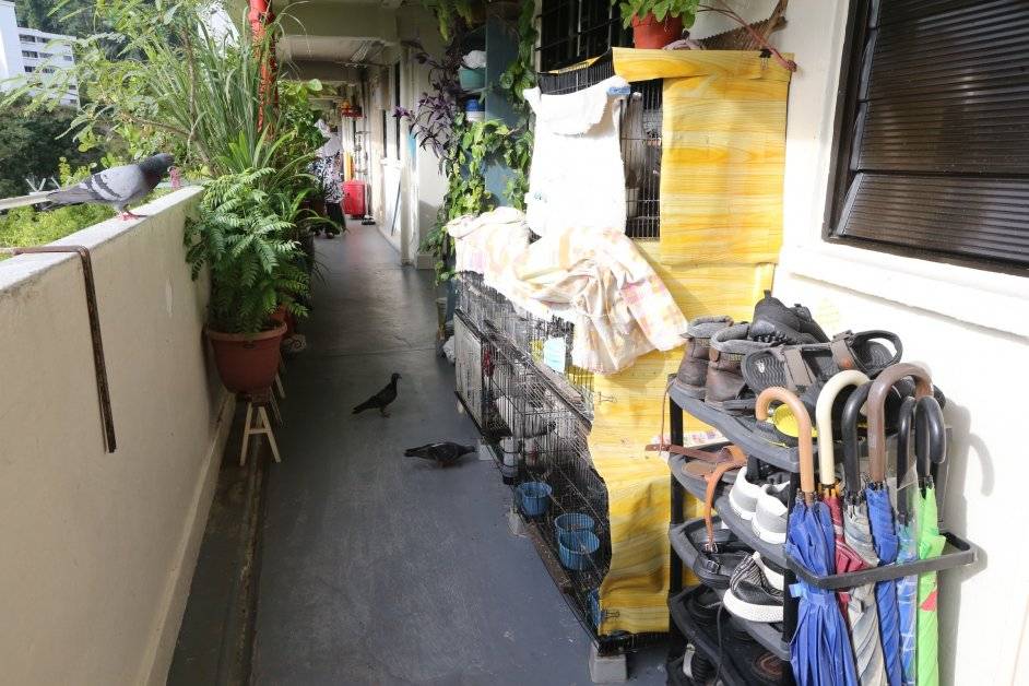 醫護人員愛鳥 讓雞自由走動 組屋走廊變"飛禽公園"