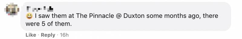 新加坡解封首個周末,22起交通事故!野雞闖入地鐵站!已經忘了怎麽出門!