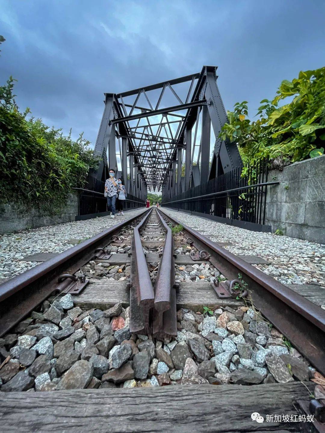 是否作爲住宅用地開發？　新加坡次森林最終命運交由下一代國人決定