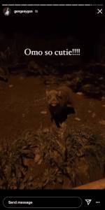 四人在新加坡餵野豬犯法,共被罰1萬新幣!這些罰款規定太多人踩雷