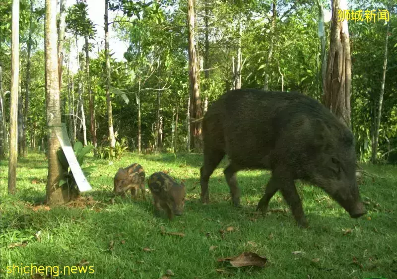 过去一年半 近70物种使用万态野生动物天桥