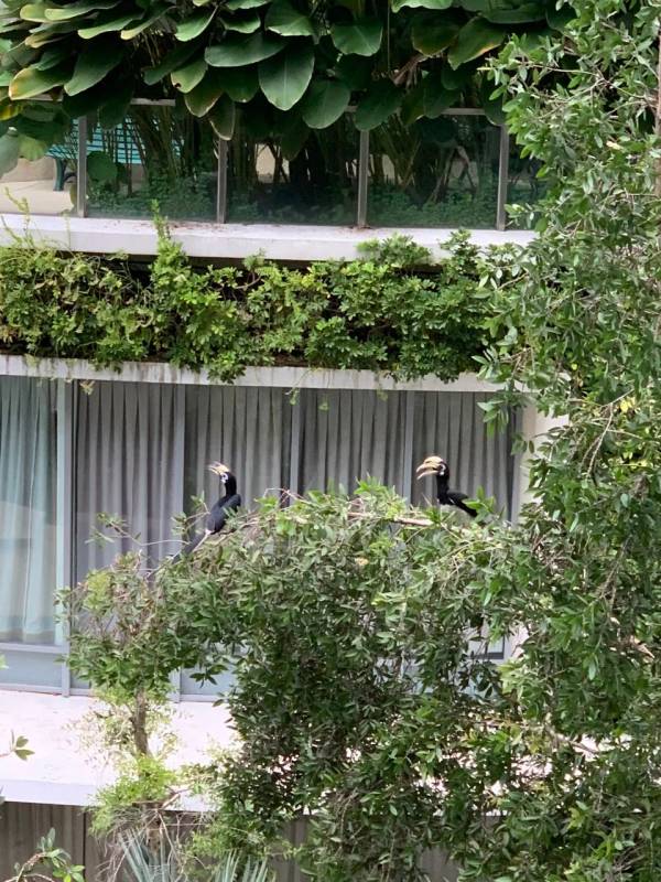 李顯龍總理發了這張小動物照片，竟引來無數人自曝