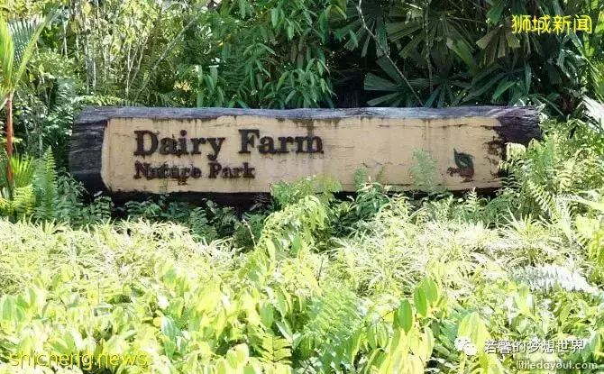 拿著鏟子、放大鏡、昆蟲觀察箱,帶娃去新加坡昆蟲森林冒險