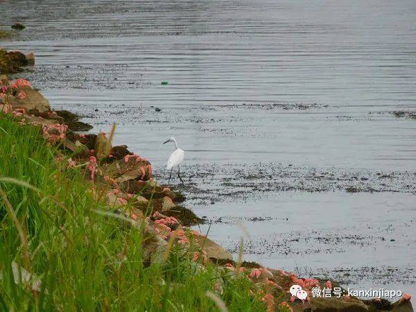 新加坡水库岸边布满密密麻麻无数粉红蛋!貌似外星物种入侵