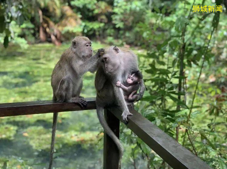 新加坡“惡勢力”源頭所在的“寶藏地”在哪裏