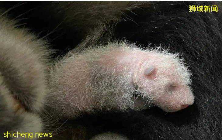 新加坡首只大熊猫宝宝已长出白色绒毛，新手妈妈忙照料，爸爸依然钟情吃喝