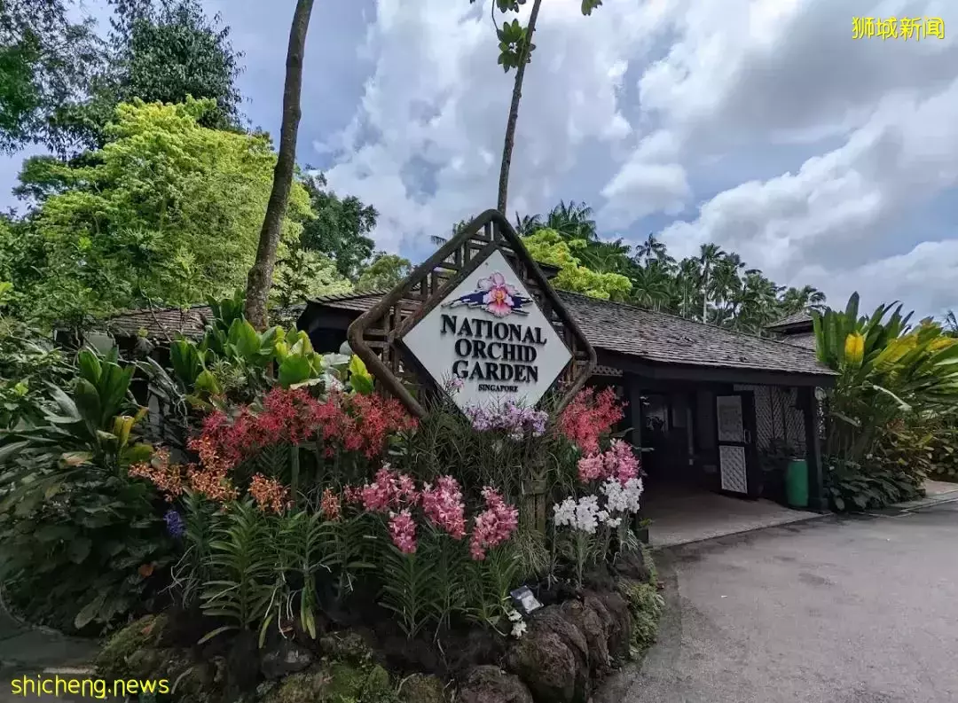 学生假期限时免费!超过5000+品种,带娃去看新加坡的国花