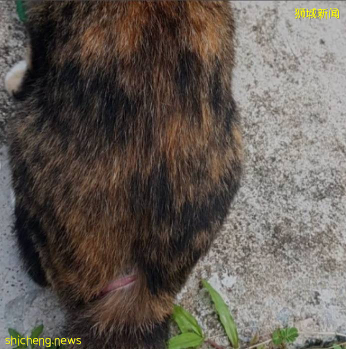 新加坡狂徒虐猫十余起，网友绘制“砍猫地图”全城“通缉”