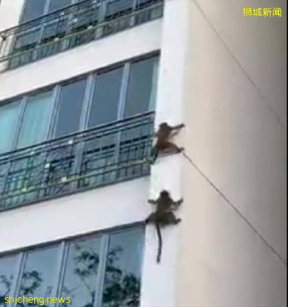 哇塞！新加坡高層公寓現“飛賊”飛檐走壁，蜘蛛俠？成龍徒弟