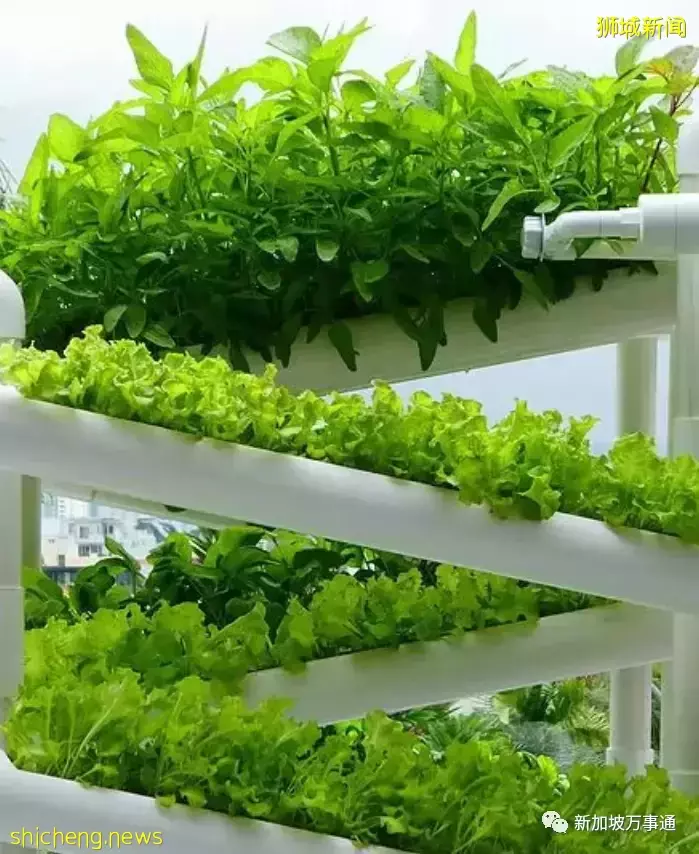 新加坡是一个袖珍国家,如何在短短57年内成为全球瞩目的存在