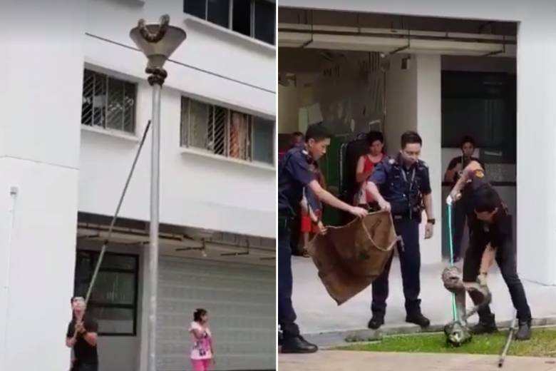 突發！這個海灘驚現一群巨型椰子蟹，還搶燒烤吃！新加坡也被鳄魚、蜥蜴、蟒蛇、水獺、猴子、野豬、野雞嚇到過