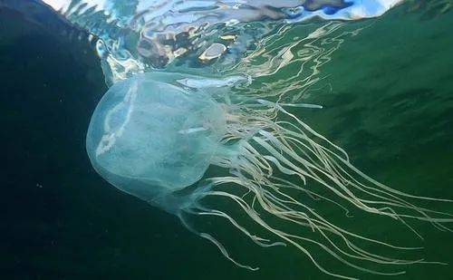 有毒水母泛濫新加坡海灘！聖淘沙禁止遊泳，巴西立海邊也有