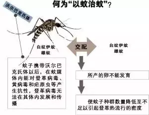 新加坡今年有四人死于骨痛热症，一半伊蚊都滋生处在住家