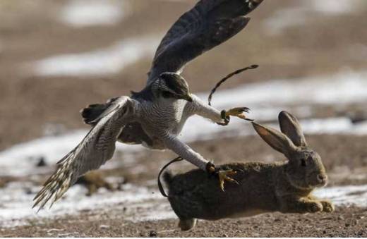 讲真！新加坡“口罩诈骗”已发上百起...听老话不上当：不见兔子不撒鹰