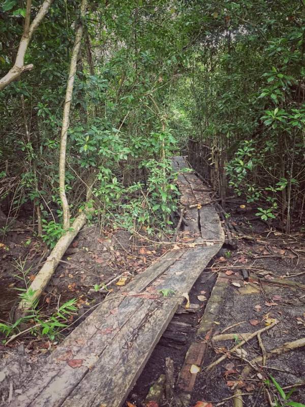 新加坡Coney Island废弃别墅,摇摇欲坠木桥小路,抓摸不清的寻访路线!🤨