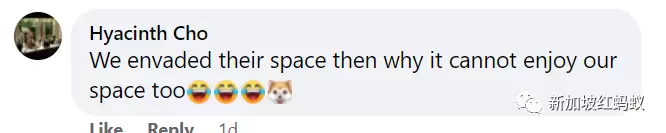 新加坡特色!野鸡有“鸡权”,遭居民投诉鸡啼扰民必须成立工作小组解决问题