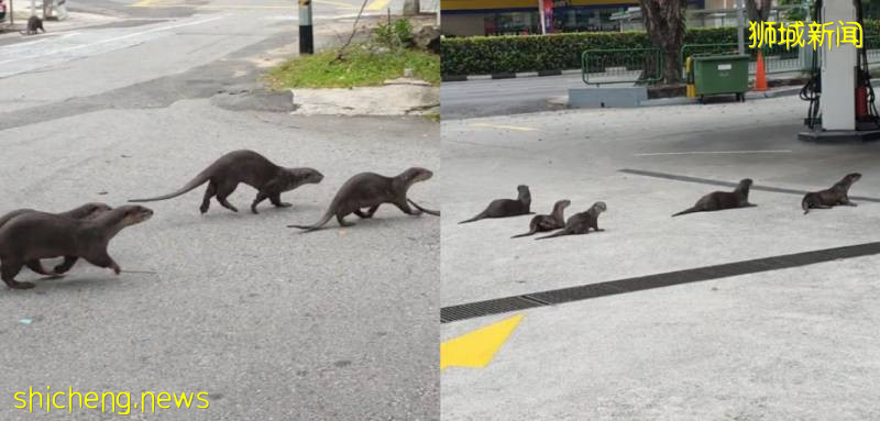 解封後，新加坡有“一對情侶”在馬路上沒戴口罩，公然擁抱!