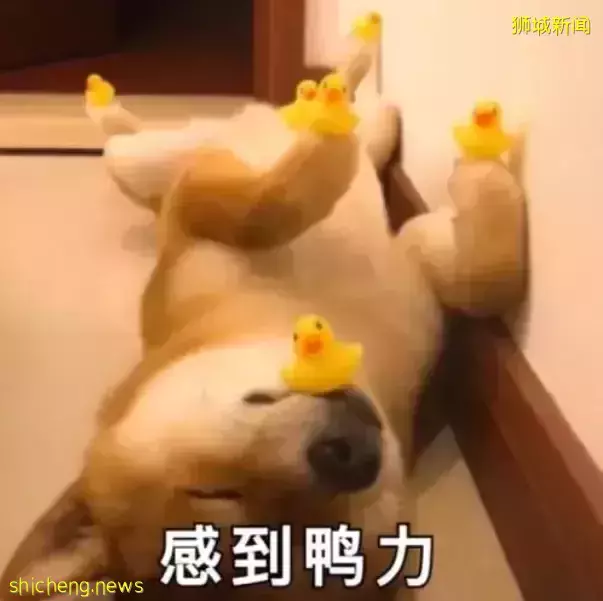 中国驾照在新加坡无法使用我该怎么办