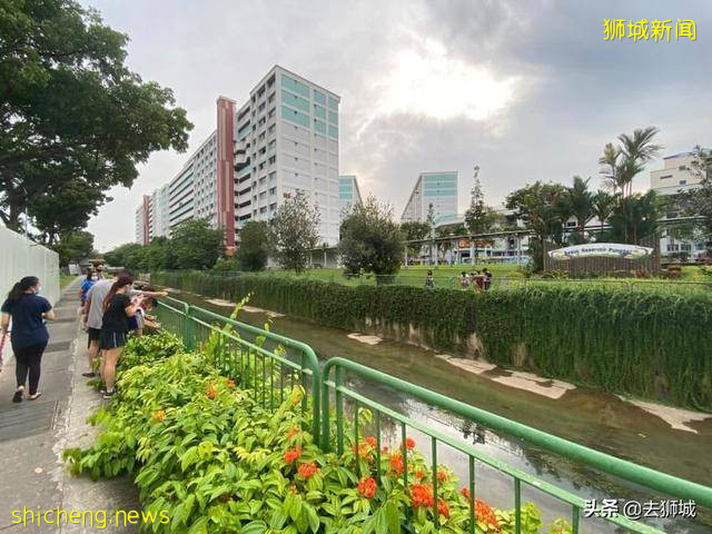 轰动新加坡的中国鸳鸯再遭“通缉”,“冷漠”的当地人齐心护鸟