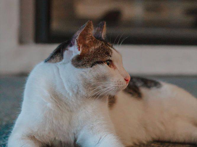 小坡島留學 NUS 校園撸貓攻略