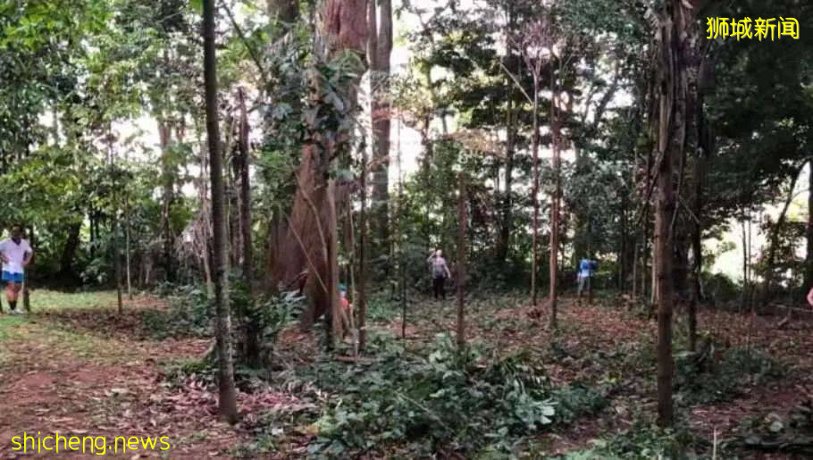 義順公園這一群人站在樹下幹嘛?等著樹上掉榴梿