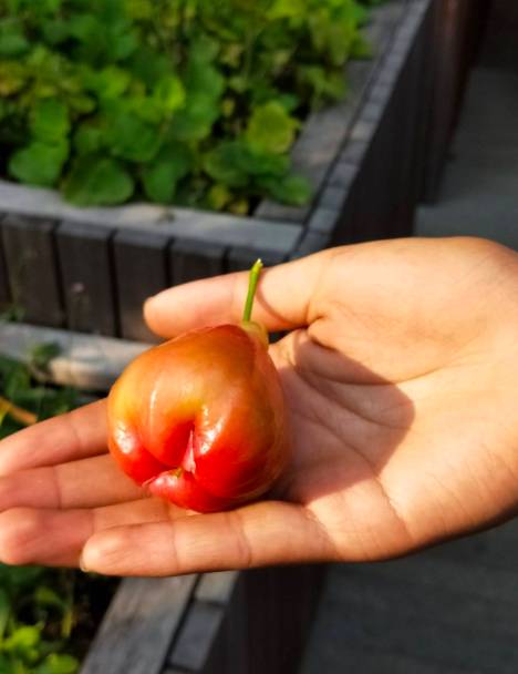 在CBD也可以擁抱綠色自然——細數新加坡那些鬧中取靜的Secret Garden