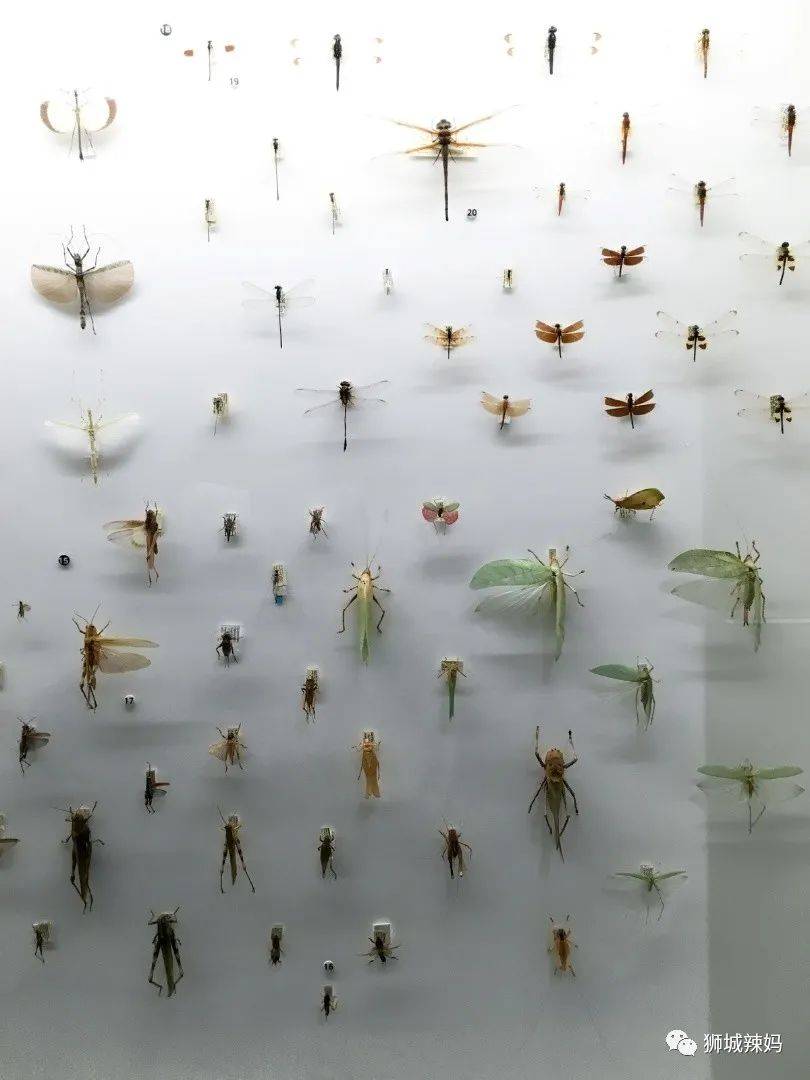 恐龍化石、抹香鯨骨架、初代巨星阿明……100W+動植物標本竟然藏在新加坡這個地方