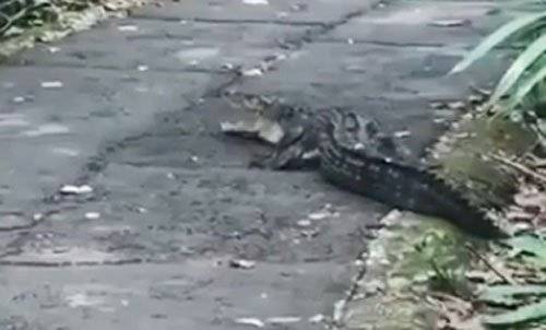 看到鳄鱼没在怕 民众狂拍惨被骂