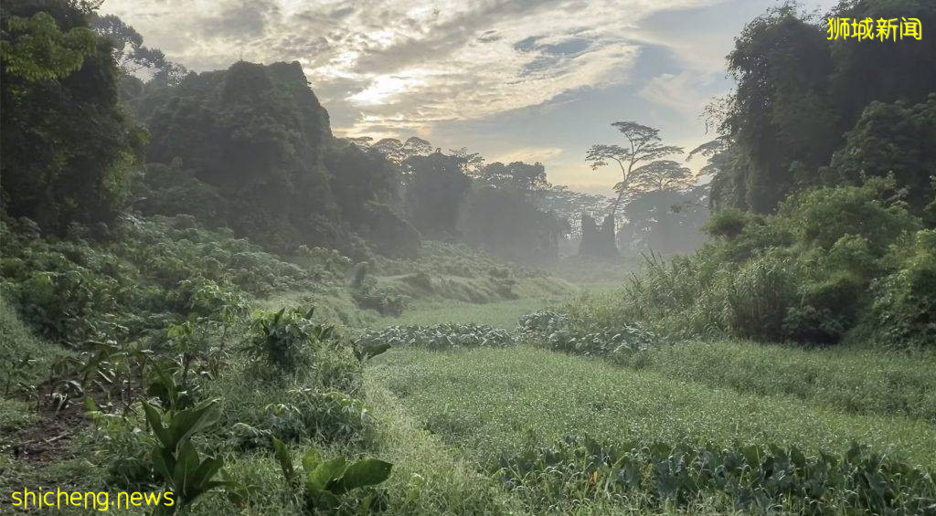 现实版《千与千寻》同款神秘隧道,直接通到Clementi Forest原始森林