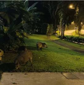 有什麽是到了新加坡才知道的? 有關新加坡的33個“小特點”