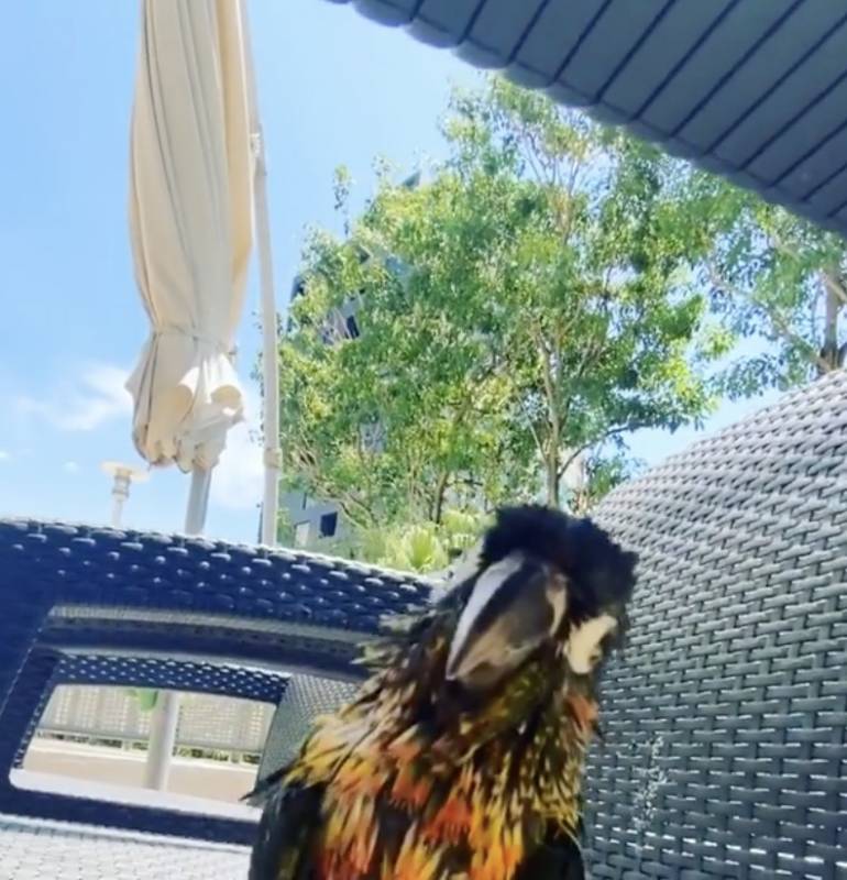 疫情過後，新加坡更讓全世界羨慕