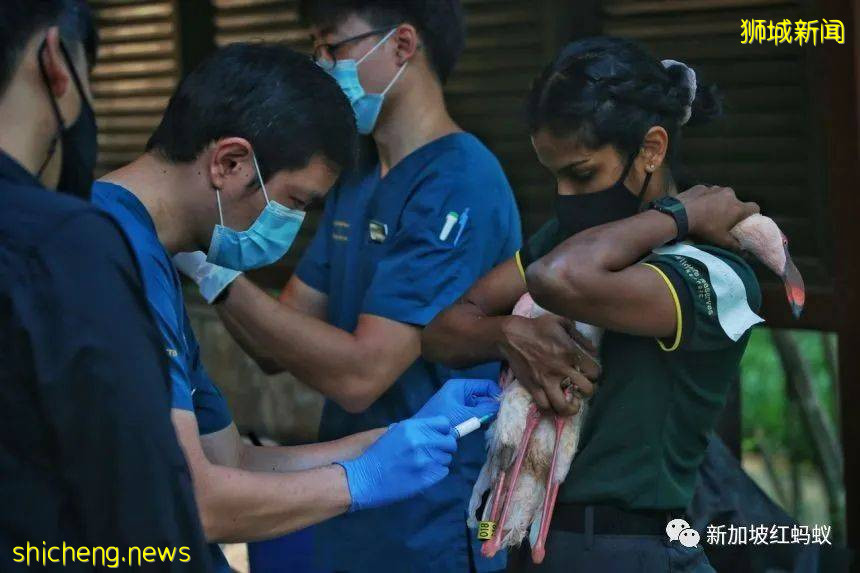 新加坡飛禽公園設有禽類專科醫院　裏面的“病人”最輕5克最重50公斤