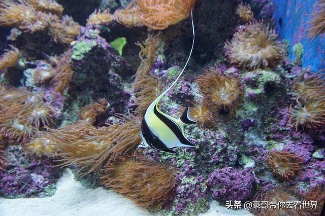 新加坡不枉此行的10大看點（中）分三集介紹