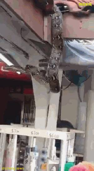 這樣的新加坡真是待不下！去！了