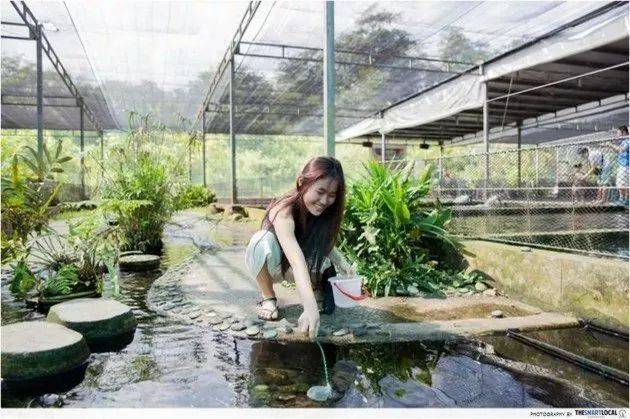 新加坡1月必看!这12个活动走起,炫彩霓虹、水獭快闪、最大狗狗水上乐园