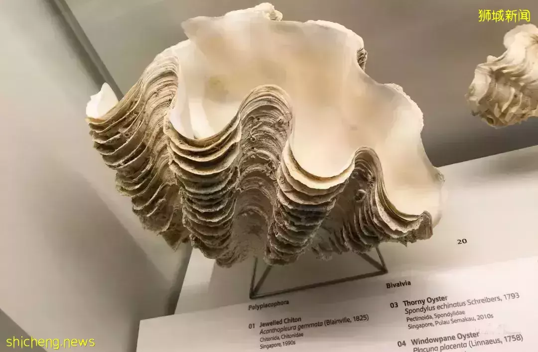 在新加坡，你見過熱戀中的水獺嗎