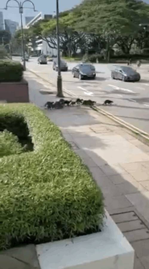 上周末!新加坡鳄鱼生吞大蜥蜴,水獭横穿乌节路